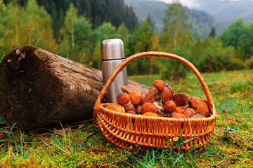 freshly picked of  Leccinum scabrum or rough-stemmed bolete, birch bolete mushrooms in wicker basket.