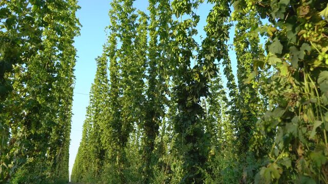 Plantation full of hops plants climbing long strings. Hop field or hop crop in the end of summer. The camera moves up the rows of hops towards the sky.