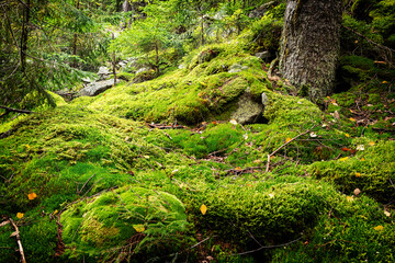 beautiful forest background with stones covered with green moss.