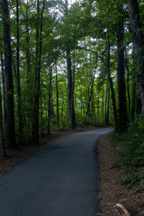 Fototapeta na wymiar road in the green forest