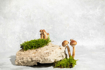 natural style. stone, mushroom and twig leaves. Still life for products presentation
