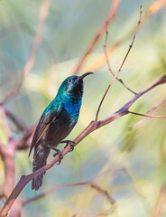 Palestinian sunbird 