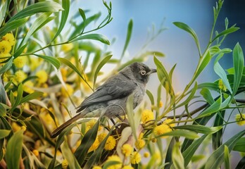 Yellow-tailed bulbul bird on the tree 