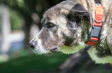 Spanish Mastiff portrait