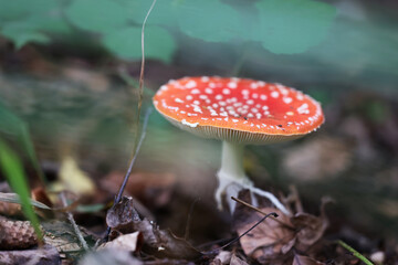 Trujący Czerwony muchomor - grzyb na tle lasu. Runo leśne. - obrazy, fototapety, plakaty