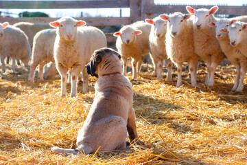 Turkish Kangal puppy with sheep. Future livestock guardian dog. Anatolian Shepherd.