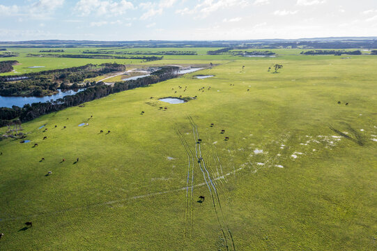 Drone aerial photograph of cows grazing in a field on King Island