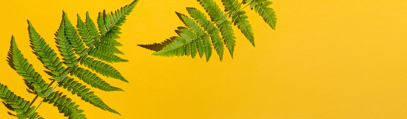 Banner Fern leaves set on yellow background. Flat lay, top view, copy space. Tropical summer background