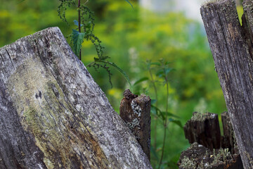 close up of rural weathered old fence with green nettle on the background