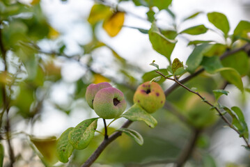 Young fruits of flowering quince, on the tree