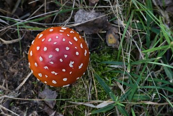 amanita muscaria, fly agaric top view 