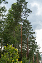 Fototapeta premium tall trees in the forest