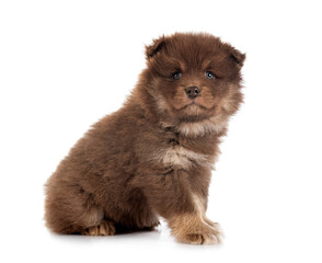 puppy Finnish Lapphund in studio