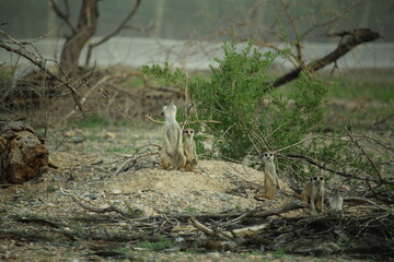 Family of meerkats near their burrow