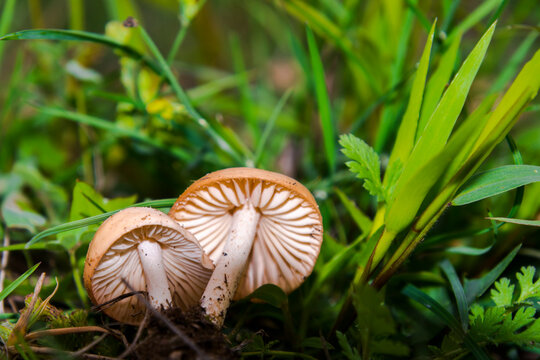 Fairy ring mushroom and grass in the field