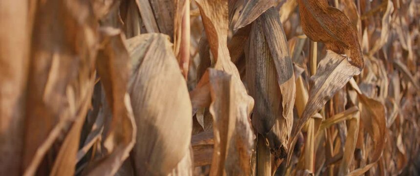 Dry corn leaves dried cornfield global warming drought in close up