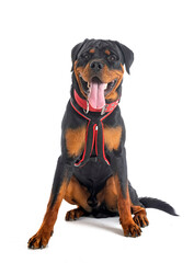 Fototapeta premium puppy rottweiler in studio