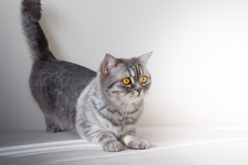 Portrait of Beautiful Scottish young cat at home