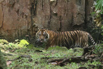 tiger in the zoo