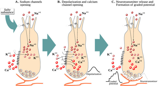 Transduction Process In Sensory Receptor Cells For Taste – Salty Taste