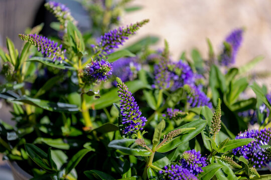 Selective focus of purple blue flowers with green leaves in the garden, Hebe is a genus of plants, Shrubby Veronica is a small evergreen, Dome-shaped shrub featuring tiny, Nature floral background.