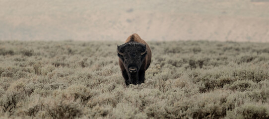 Single Bison Stands At Attention In Lamar Valley