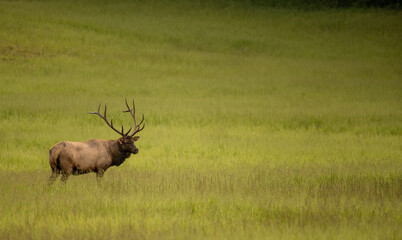 Single Bull Elk Stands In Green Field