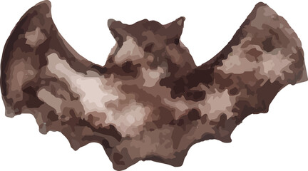 Obraz premium halloween bat silhouette