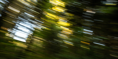 Swirling Blur of The Forest Canopy