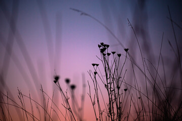 sunset in grass