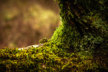 Obraz premium moss on the tree trunk