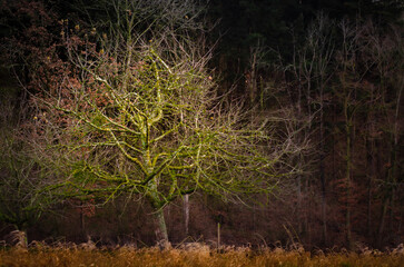 tree in the forest