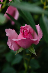 pink rose with water drops