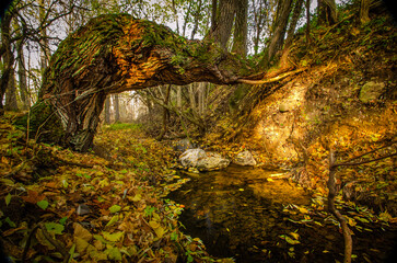 autumn in the forest