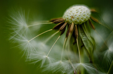 dandelion seed head