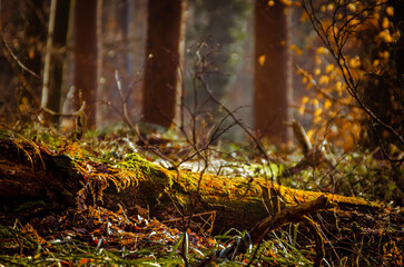autumn in the forest