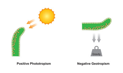 Scientific Designing of Growth in a Plant Shoot. Phototropism and Geotropism (Gravitropism) Effect on Plant Tissue. Colorful Symbols. Vector Illustration.