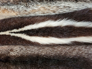 Close up of a variety of wildlife animal fur pelts background