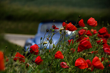 Obraz premium red poppy field