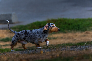 2022-09-23 A MULTI COLORED DACHSUND STARING INTENTLY WALKING UP A GRAVE PATH WITHA BLURRY FOREGROUND AND BACKGROUND