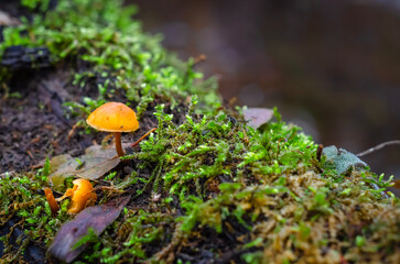 mushroom in the forest