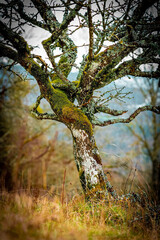 tree in autumn