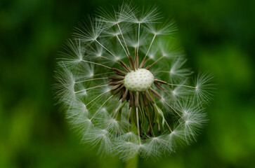 Fototapeta premium dandelion head