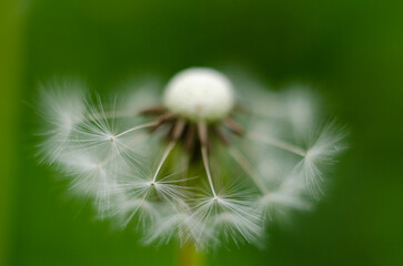 dandelion head