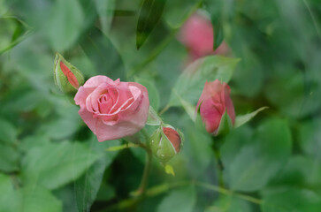 pink rose in garden