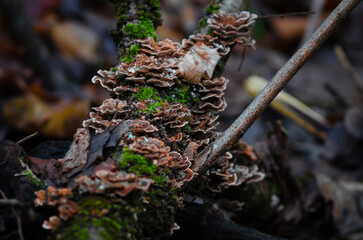 mushrooms on the tree