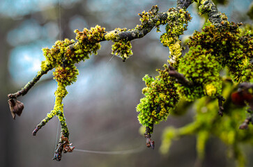 spring tree branch