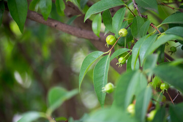 Pitanga (eugenia uniflora) é o fruto da pitangueira, dicotiledônea da família das mirtaceae. Pitanga verde no pé.