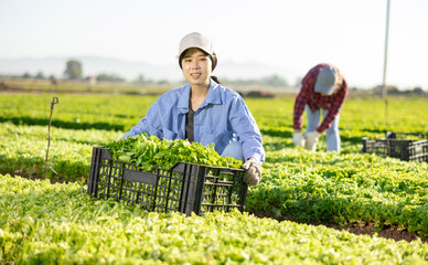Naklejka na ściany i meble Cheerful asian girl farmer gathering fresh lettuce leaves on vegetable plantation.