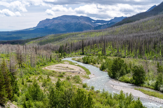 Creek runs through Waterton Lakes National Park in Alberta Canada, during summer